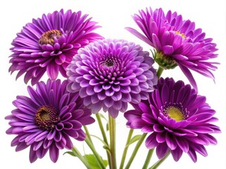 Fototapeta premium High-resolution purple flowers, isolated on white. Perfect botanical stock photos for design projects.
