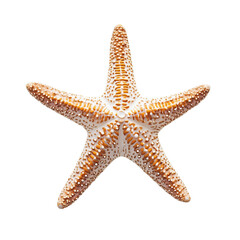 Starfish Elegance: A Detailed Close-Up of a Starfish Against a Black Background