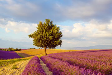 Beautiful blooming purple lavender fields near Valensole in Provence, France. Typical traditonal provencal landscape on sunset with blossoming flowers. Warm light