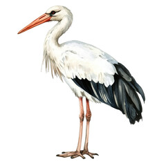 Fototapeta premium Elegant White Stork Watercolor Painting