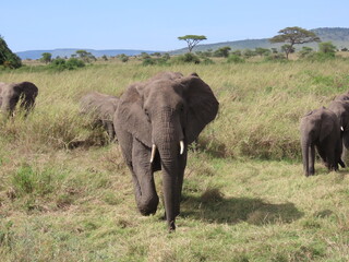 Fototapeta premium Elephant in the wild