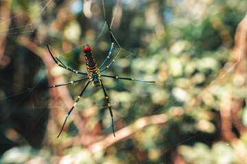 Spider in web against tropical backdrop. Nephila pilipes spider or giant golden orb weaver. Scary animals in tropical nature.