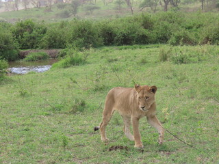 lion in the grass