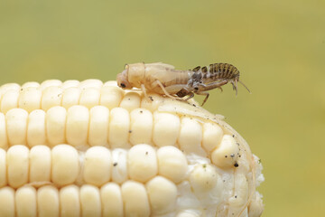 A field cricket is undergoing the process of molting to become an adult. This insect has the scientific name Gryllus campestris.