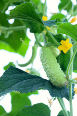 A flowering young plant in the garden. Cultivation and harvesting of cucumbers.
