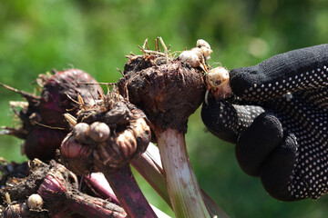 A gardener digs up gladiolus bulbs in the fall.