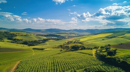Brazil's lush sugarcane fields harvested for sugar production under a bright sky
