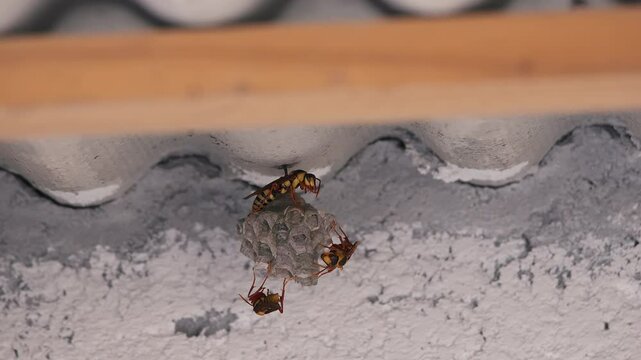 Small Wasp Nest with Three Adults and Tiny Larvae