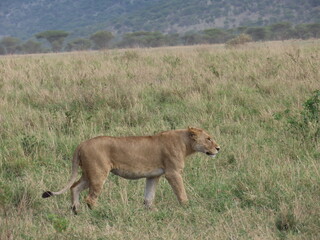 Lion in the grass