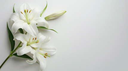 Fototapeta premium Elegant white lily flower with green leaves and delicate petals in organic bright nature scene
