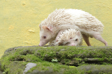 Two young hedgehogs were hunting for small insects on moss-covered ground. This mammal has the scientific name Atelerix albiventris.