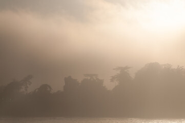 Fog covered trees illuminated by the light of the setting sun. Santa Cruz, California.