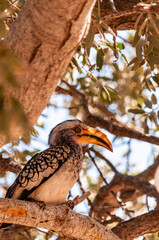 A Southern yellow-billed hornbill -Tockus leucomelas- sitting on a branch of a tree