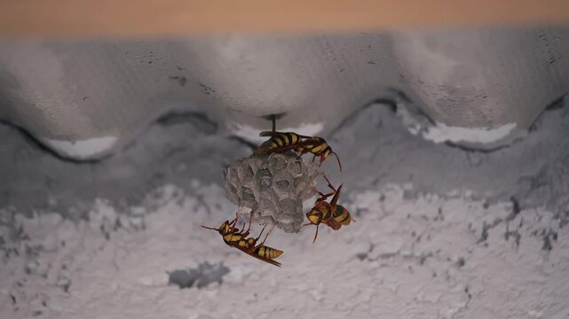 Small Wasp Nest with Three Adults and Tiny Larvae