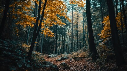 Fototapeta premium Dark autumn forest path with yellow leaves.