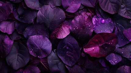 Dew drops on dark purple leaves, closeup.