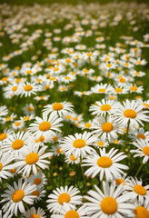 Fototapeta premium A beautiful field of daisies, on a bright sunny spring, summer day, fabulous beauty, retro style, with white tones