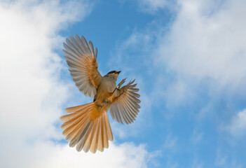 Siberian jay gracefully soaring through a blue sky. Its wings are fully spread, showcasing stunning plumage.