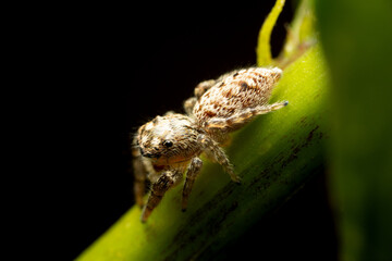 Macro photography of small details of a jumping spider