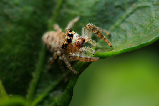 Macro photography of small details of a jumping spider