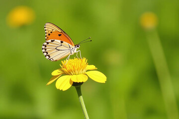 Obraz premium canadian goldenrod attracts brown hairstreak butterflies bright yellow