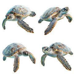 turtle isolated on white background