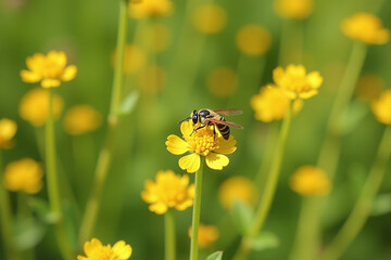 invasive canadian goldenrod blooms attract wasps flies video footage everywhere found