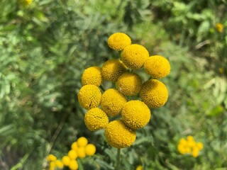 Globe chamomile, Oncosiphon piluliferum or Stinknet in the wild.