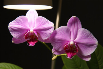 Obraz premium moth orchid blooms lamp cold winters phalaenopsis anthura narbonne