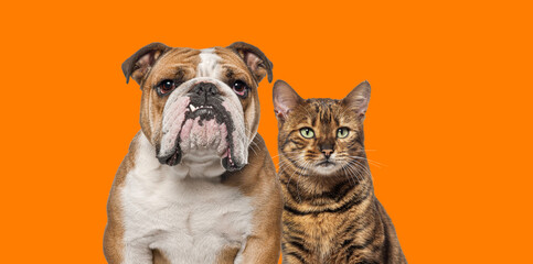Head shot of English Bulldog and bengal cat side by side looking at the camera on an orange...