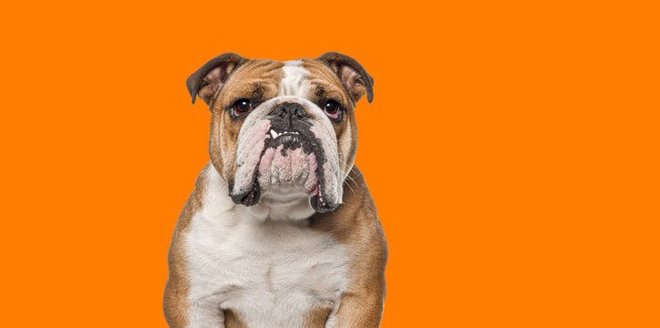 Head shot of English Bulldog, 5 years old, looking at the camera showing a tooth, Cut out on orange background, remastered