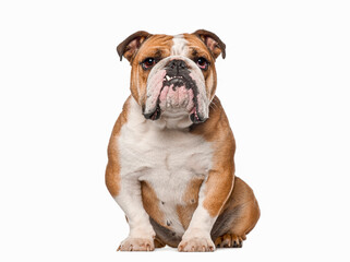English Bulldog, 5 years old, sitting and looking at the camera showing a tooth, isolated on white, remastered