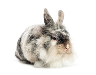 Lionhead rabbit down on white background