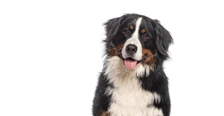 Head shot of Happy Bernese mountain dog sitting on a white background and looking at the camera with its tongue out