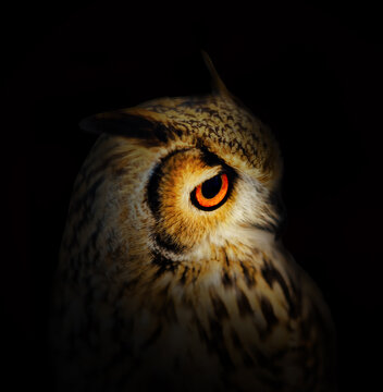 Bufo real Bubo bubo