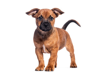 Small brown puppy looking to the camera, isolated on white background, perfect for pet adoption or animal care campaigns