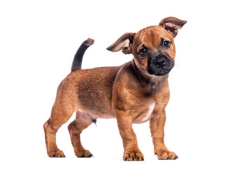 Small brown puppy looking to the camera, isolated on white background, perfect for pet adoption or animal care campaigns