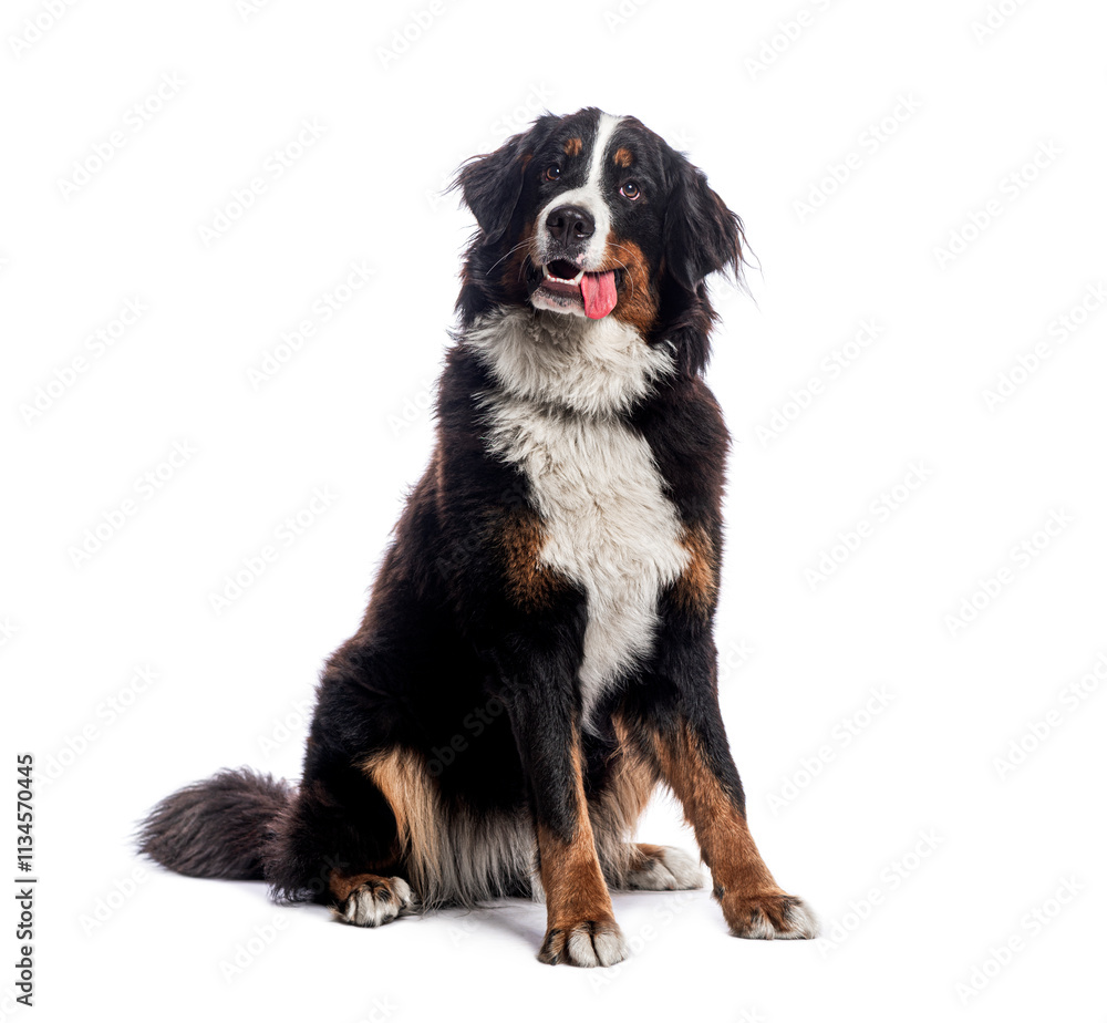 Poster happy bernese mountain dog sitting on a white background and looking at the camera panting with its 