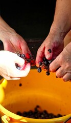 Hands harvesting ripe berries during the fruit-picking season in a sunny orchard