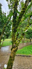 Moss-covered tree trunk in a serene garden during a rainy afternoon