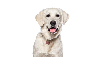 Happy golden retriever dog smiling on white background