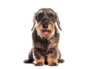 Wire haired dachshund panting and sitting on white background