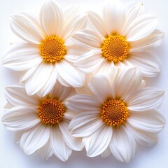 Fototapeta premium A cluster of whitepetal flowers daisies with bright yellow centers, arranged in a square formation, showcasing their delicate petals and vibrant colors.