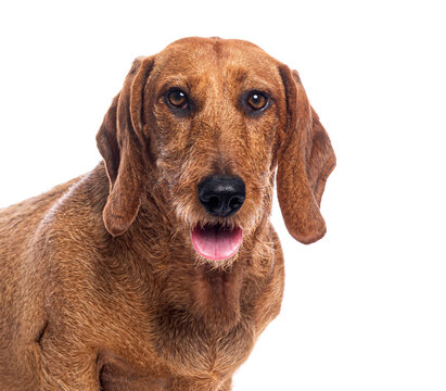 Portrait of adorable wirehaired dachshund looking directly at viewer