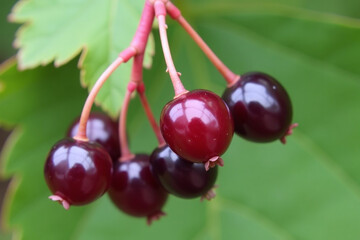 ripening black currants sweeten air delicate purple color