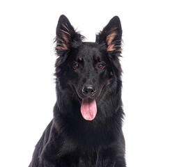 Studio shot of a black german shepherd dog panting, isolated on white