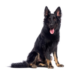 Black german shepherd dog sitting and panting on white background