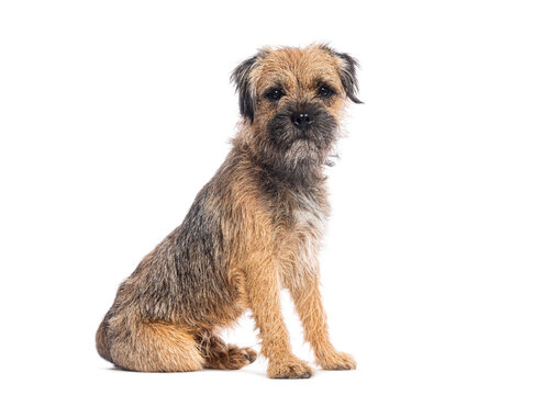 Border terrier dog sitting and posing on white background