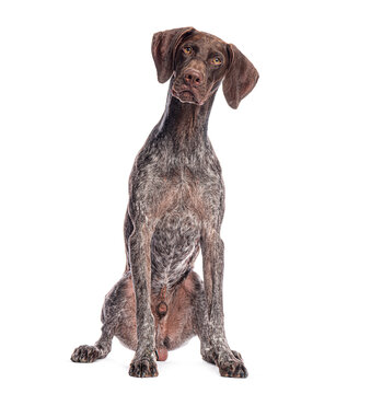 German shorthaired pointer sitting and tilting its head on white background