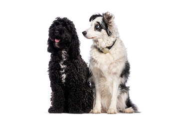 Border collie and cockapoo sitting and looking away on white background